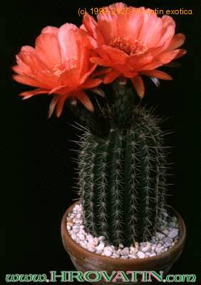 Helianthocereus huascha v roseiflorus 35