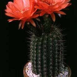 Helianthocereus huascha v. roseiflorus