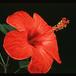 Hibiscus sp. 2063