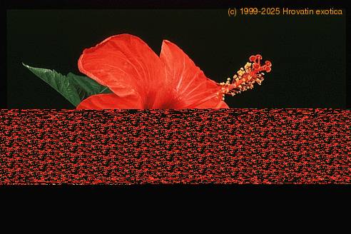 Hibiscus sp. 2063