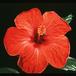 Hibiscus sp. 2064
