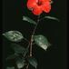 Hibiscus sp SIb
