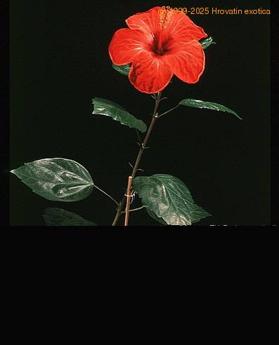 Hibiscus sp SIb