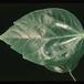 Hibiscus sp SIl