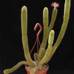 hildewinteria aureispina