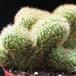 Hildewinteria aureispina f. cristata