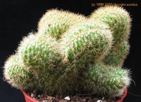 Hildewinteria aureispina f. cristata