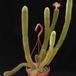 Hildewinteria aureispina1