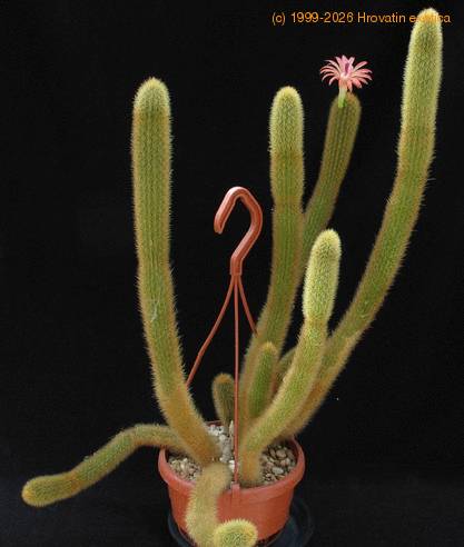 Hildewinteria aureispina1