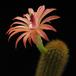 Hildewinteria aureispina2 flo