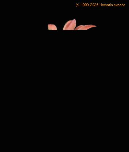 Hildewinteria aureispina2 flo