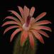 Hildewinteria aureispina3 flo