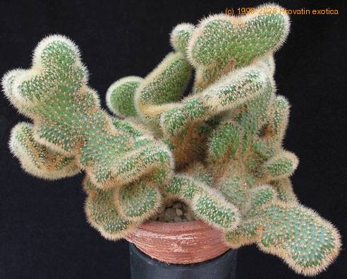 Hildewinteria aureispina5 crist