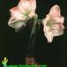 Hippeastrum amaryllis  2040