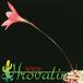 Hippeastrum amaryllis mini 2048