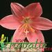 Hippeastrum amaryllis mini flower 2049
