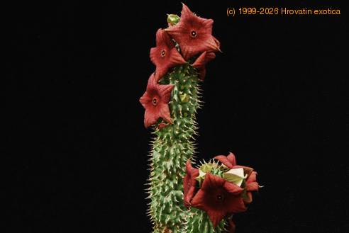Hoodia bainii 1