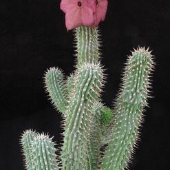 Hoodia bainii