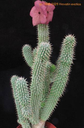 Hoodia bainii