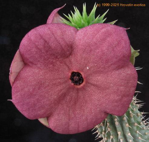 Hoodia bainii flo