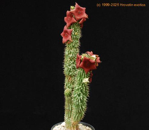 Hoodia bainii SIb