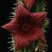 Hoodia bainii SIf
