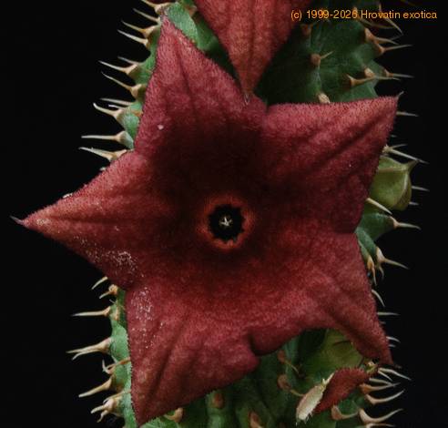 Hoodia bainii SIf