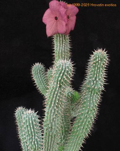 Hoodia bainii SIs