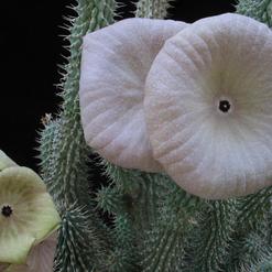 Hoodia gordonii