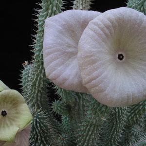 Hoodia gordonii
