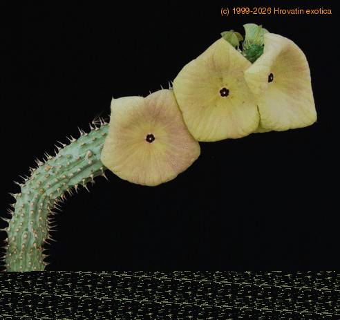 Hoodia gordonii PP20107