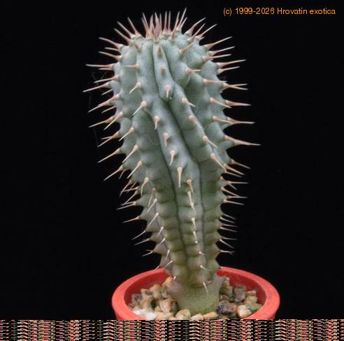 Hoodia macrantha MOP