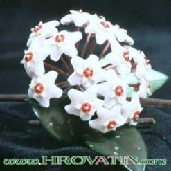 Hoya carnosa
