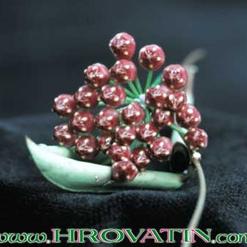 Hoya kentiana