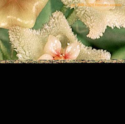 Hoya serpens flower 1362