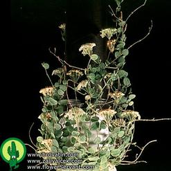 Hoya serpens