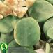 Hoya serpens leaf 1364