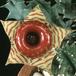 Huernia confusa 1191