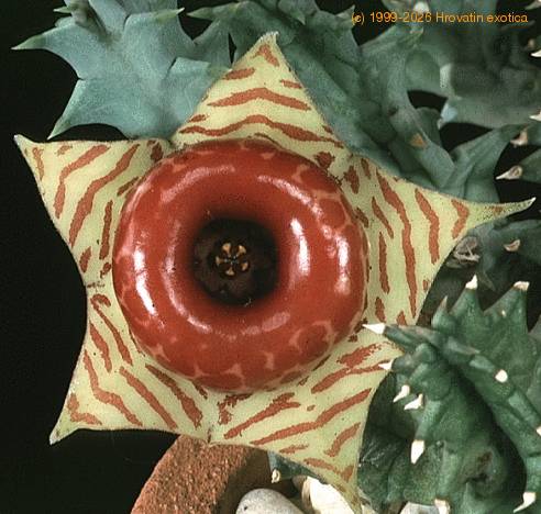 Huernia confusa 1191