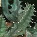 Huernia confusa 1192