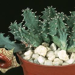 Huernia confusa