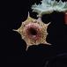 Huernia confusa SI