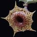 Huernia confusa SIf