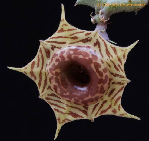 Huernia confusa SIf