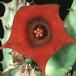 Huernia macrocarpa 1210