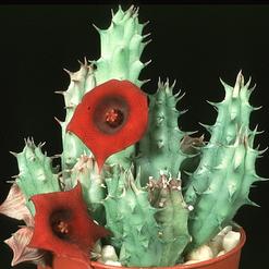 Huernia macrocarpa
