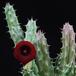 Huernia macrocarpa PP20107