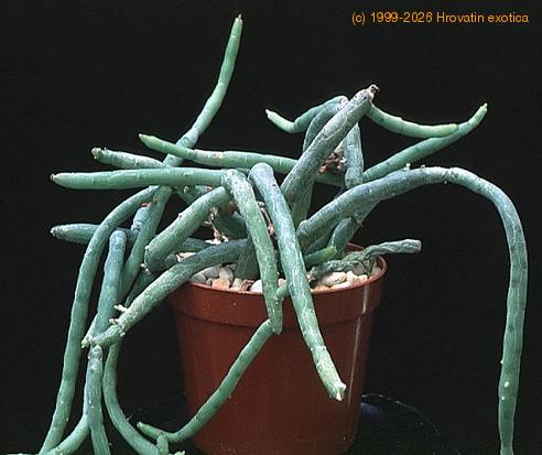 Huernia pendula-1378