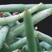 Huernia pendula-1379