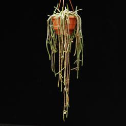 Huernia pendula